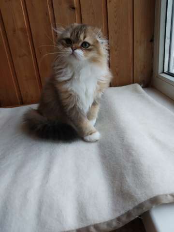 Прикольные шотландские котята Прикольные шотландские котята