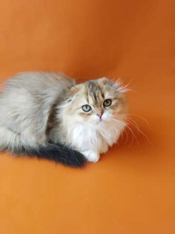 Дивные шотландские котята из питомника Дивные шотландские котята из питомника