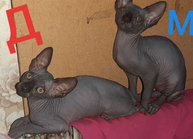 Канадский сфинкс котята Канадский сфинкс котята