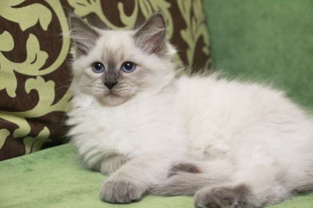 Котенок невский маскарадный из питомника Котенок невский маскарадный из питомника