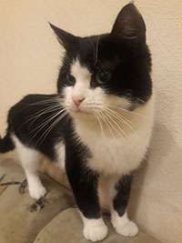 Котик в добрые руки Котик в добрые руки