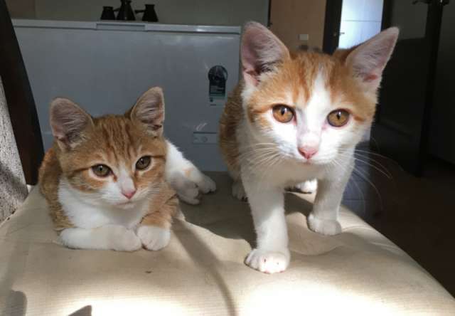 КОМУ РЫЖЕЕ СЧАСТЬЕ!!!!!!!!! Котята ищут дом !!! КОМУ РЫЖЕЕ СЧАСТЬЕ!!!!!!!!! Котята ищут дом !!!