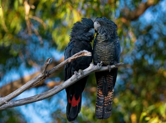 Траурный какаду Бэнкса, или краснохвостый траурный какаду (Calyptorhynchus banksii) - птенцы Траурный какаду Бэнкса, или краснохвостый траурный какаду (Calyptorhynchus banksii) - птенцы