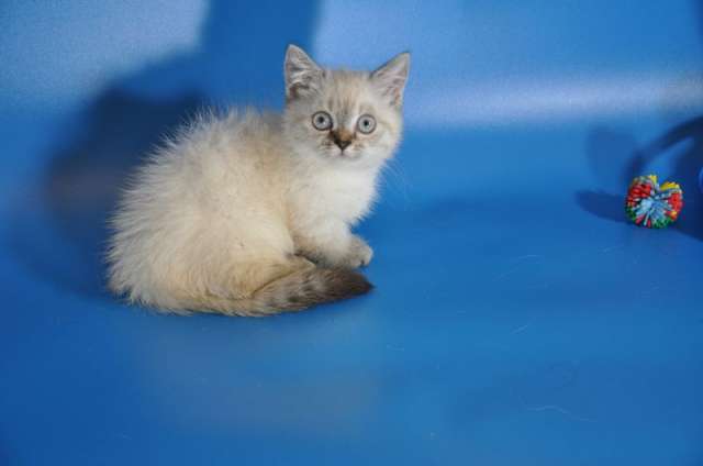 Манчкин котята Манчкин котята