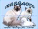 Невские Маскарадные котята!!!