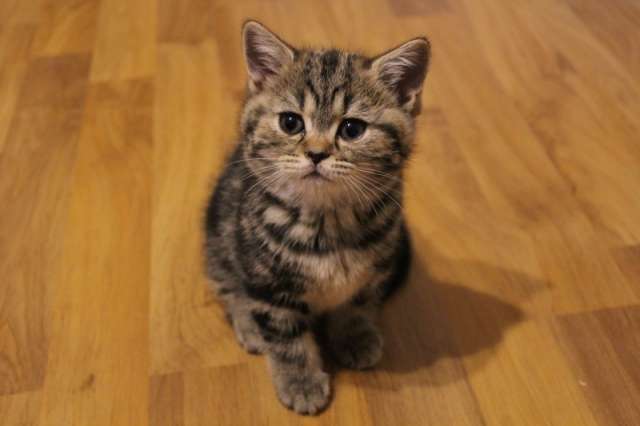 Шотландская мраморная кошечка Шотландская мраморная кошечка