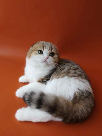 Превосходные шотландские котята Превосходные шотландские котята