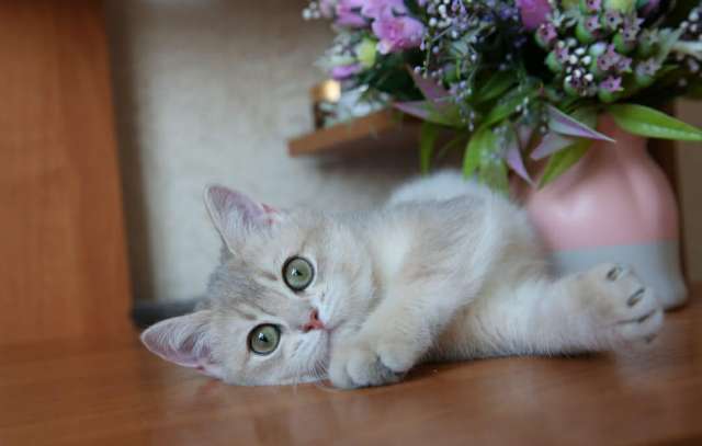 Элитные британские котята Элитные британские котята