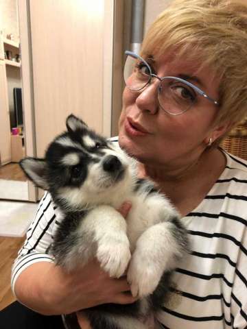 Щенки Сибирский хаски Щенки Сибирский хаски