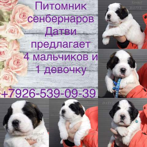 щенки сенбернара щенки сенбернара