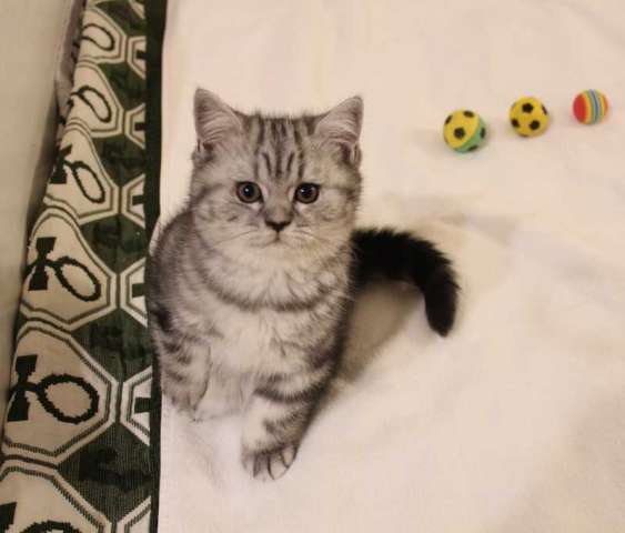 Шотландский котик ищет дом! Шотландский котик ищет дом!