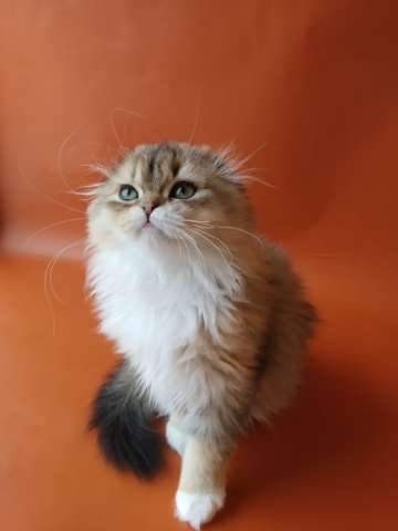 Ай да котята, ай да шотландцы! Ай да котята, ай да шотландцы!