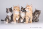 Продам сибирских котят, лучший помет выставки 7 и 8 марта