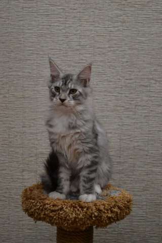 Продажа котят породы мейн-кун Продажа котят породы мейн-кун