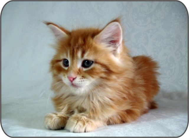 Котята Мейн Кун www.bellness.ru Котята Мейн Кун www.bellness.ru