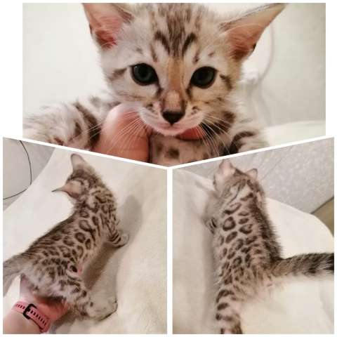 Бенгальский раскошный котик Бенгальский раскошный котик