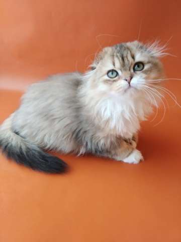 Королевские котята шотландской породы Королевские котята шотландской породы