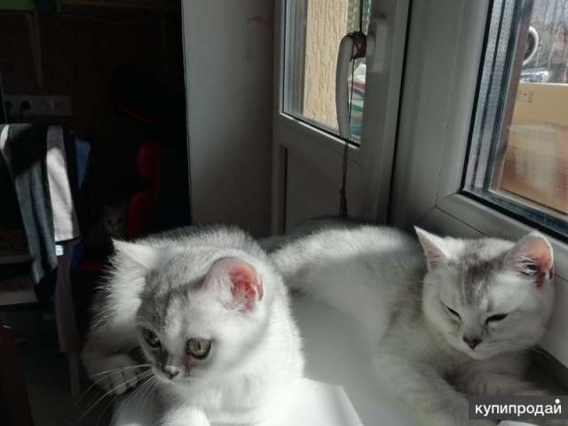 Шотландская прямоухая серебристая шиншилла котята Шотландская прямоухая серебристая шиншилла котята