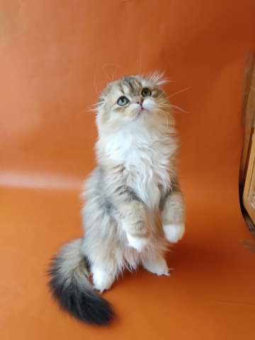 Чистокровные шотландские котята из питомника Чистокровные шотландские котята из питомника