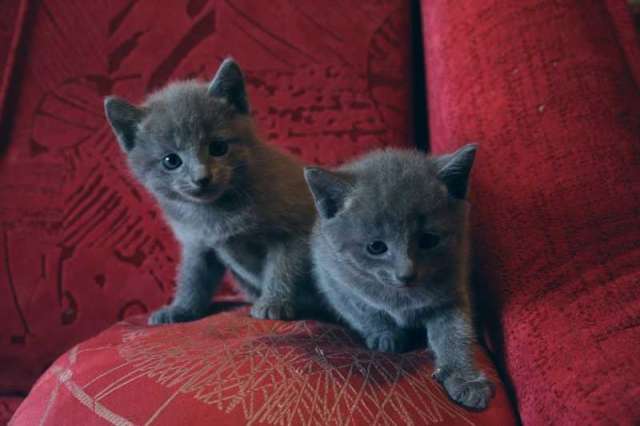 Продам котят Продам котят