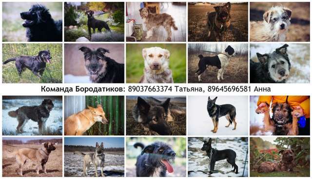 Помогите собакам в эти непростые времена! Помогите собакам в эти непростые времена!