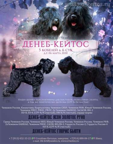 Щенки Щенки