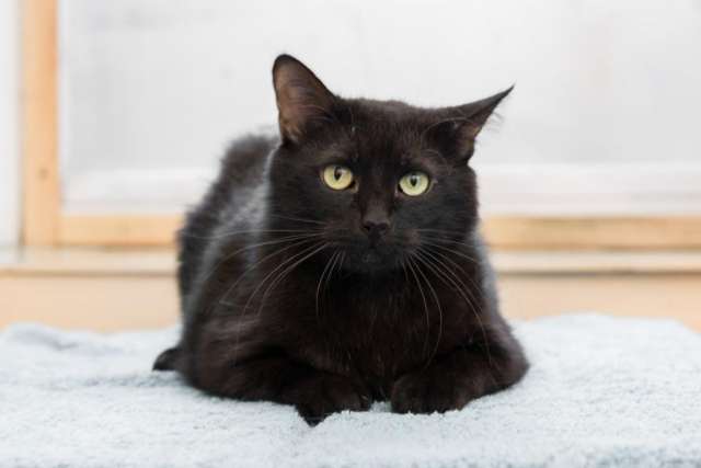 Шикарный котик Рейн очень хочет домой! Шикарный котик Рейн очень хочет домой!