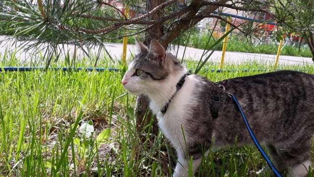 Молодой очень ласковый котик Молодой очень ласковый котик