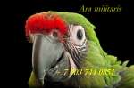 Малый солдатский ара (Ara militaris) - ручные птенцы из питомника