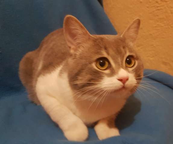 Котик Нафаня  ищет дом