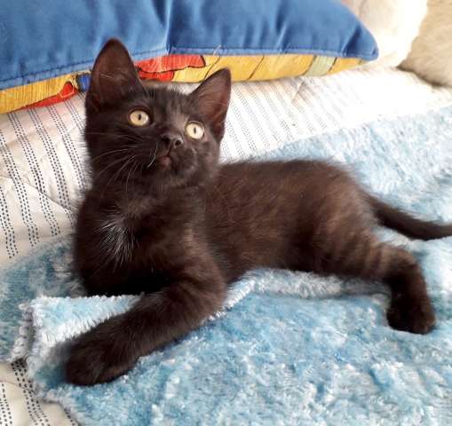 В хорошие ручки котёнок-девочка!!!