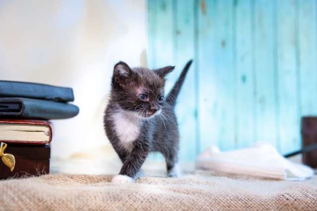 Котята бесплатно Котята бесплатно