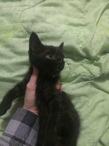 Чёрный котёнок Чёрный котёнок