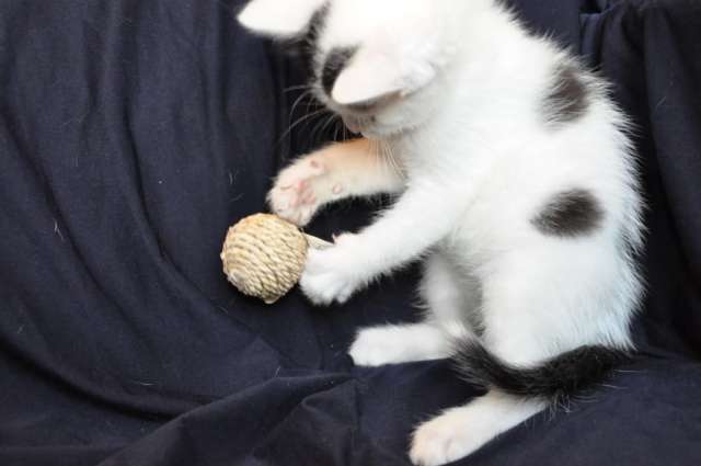 Милые котята ищут дом Милые котята ищут дом