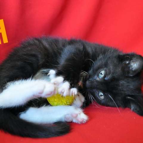 Милые котята ищут дом Милые котята ищут дом