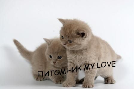 британские котята британские котята