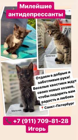 Отдаем в заботливые руки котят