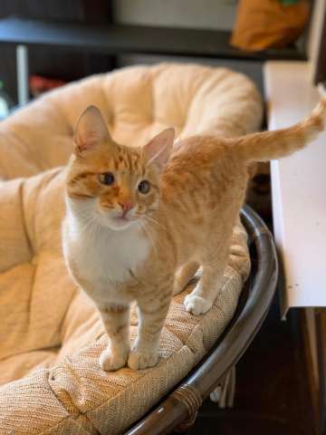Солнечный котик Фокс в добрые руки! Солнечный котик Фокс в добрые руки!