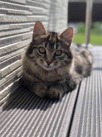 Котёнок в добрые руки Котёнок в добрые руки