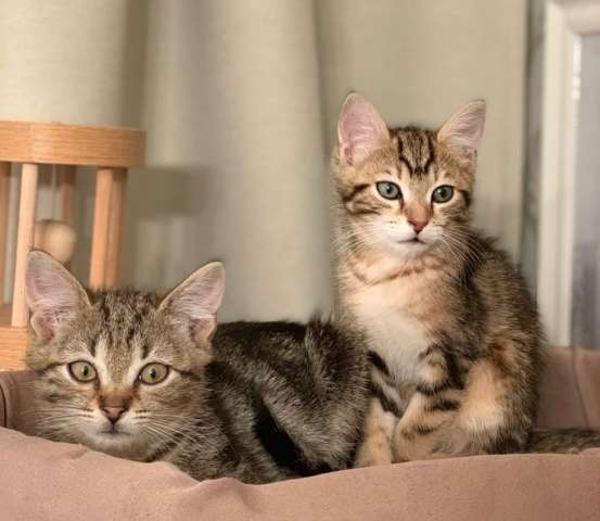 Эксклюзивные котята (3 мес.) в дар Эксклюзивные котята (3 мес.) в дар
