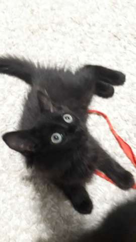 Котята Котята
