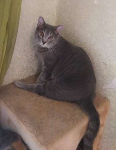 Котик Савушка ищет дом Котик Савушка ищет дом