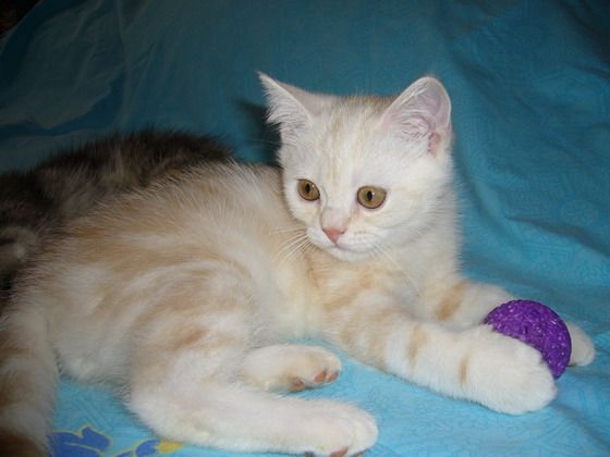 Британские котята Британские котята