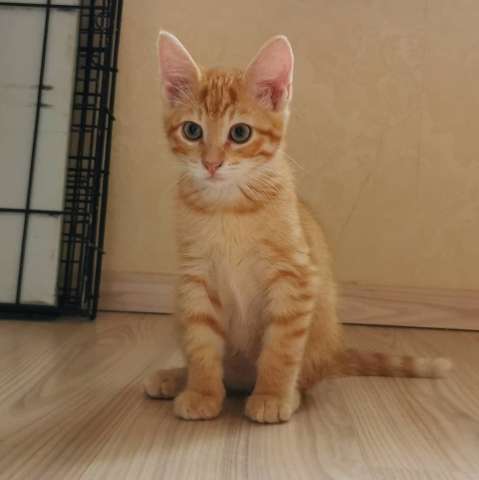 Котенок мальчик в дар Котенок мальчик в дар