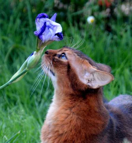 Сомали котики Сомали котики