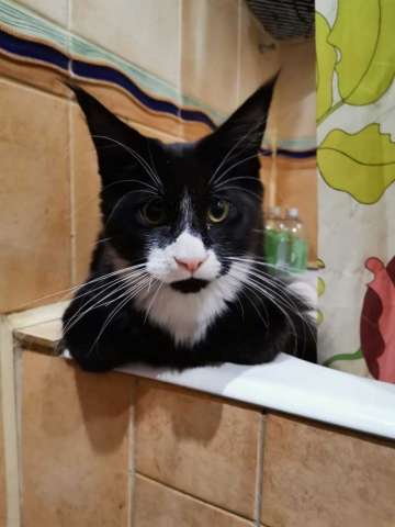 Мэйн-кун котенок, 4 месяца Мэйн-кун котенок, 4 месяца