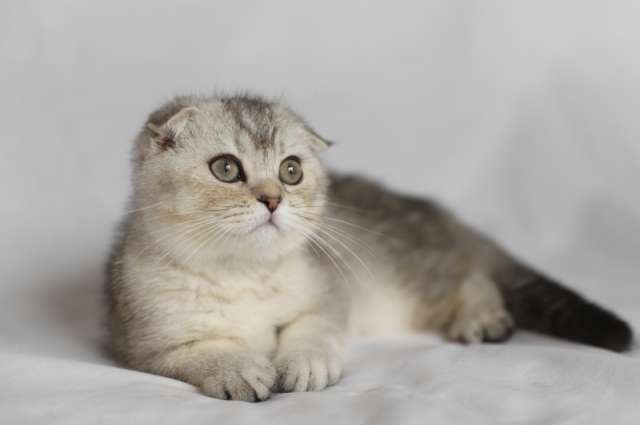 Шотландские котята из питомника Шотландские котята из питомника