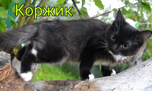 Котёнок Коржик в любящие ручки!