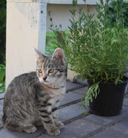 Отдам бесплатно в хорошие руки котят Отдам бесплатно в хорошие руки котят