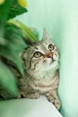 Кошечка Шуша очень хочет домой! Кошечка Шуша очень хочет домой!